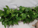 長藤綠蘿盆栽室內(nèi)花卉大葉綠籮水養(yǎng)盆景桌面辦公客廳水培垂吊綠植 紅盆綠蘿4盆帶吸水盆 曬單實拍圖