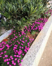 花觀(guān)上五彩石竹花種籽子四季播種開(kāi)花易活歐石竹花籽庭院室外耐寒花種子 歐石竹種子1000粒 曬單實(shí)拍圖