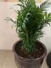 大型客廳室內盆栽綠植花卉植物鳳尾竹 散尾葵 富貴椰子袖珍椰子 總高50-60厘米 不含盆 曬單實(shí)拍圖