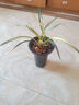 華香園蘭花苗【南陽之松】墨蘭銘品大綠帽中透金黃色葉藝綠植物室內(nèi)盆栽 南陽之松2苗裸根發(fā)貨不帶花苞 曬單實(shí)拍圖