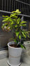 四季濃香開花白蘭花苗盆栽室內(nèi)陽臺觀花植物黃角蘭綠植大樹苗玉蘭 白蘭6年苗直徑2cm 不含盆 曬單實拍圖