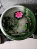 艾登森睡蓮花盆缸青花陶瓷水缸庭院碗蓮荷花盆缸室外特大號種樹大缸 紅荷花直徑42cm高度26cm 陶瓷 x 底部無孔【養(yǎng)魚水培植物 曬單實拍圖
