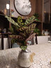 看匠孔雀竹芋盆栽室內桌面陽(yáng)臺衛生間多年生耐陰花卉綠植盆景好養易活 高度10-15厘米 曬單實(shí)拍圖