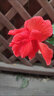 壹植扶桑花盆栽重瓣帶花苞紅色朱槿室內(nèi)陽臺庭院四季花卉綠植木槿樹苗 【大紅色重瓣】3年苗花期帶花 不含盆 曬單實拍圖