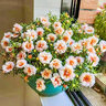 昂景重瓣太陽(yáng)花花種子適合四季種的花種子室內(nèi)花籽花卉易活太陽(yáng)花種籽 混色太陽(yáng)花重瓣【1千?！?曬單實(shí)拍圖
