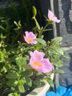 闊寬葉單瓣太陽(yáng)花枝條帶花苞耐熱好養(yǎng)活的花卉陽(yáng)臺(tái)庭院15元包郵 寬葉橙紅10枝【帶花苞易成活】 無(wú)根枝條7天左右出根 曬單實(shí)拍圖