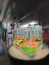 云峰海瑞 魚(yú)缸水草前景莫絲莫斯水草水族箱造景套餐水草活體草缸造景裝飾 大三角10克散裝（選我回家） 曬單實(shí)拍圖