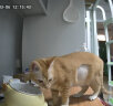 玲珑猫 宠物智能自动喂食器猫咪小型犬视频喂食器 智能远程喂食器定时 4L可视喂食器-2K超清夜视 实拍图