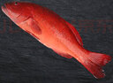 皆鄰東山島生鮮海捕東星斑 新鮮活凍 春節(jié)海鮮禮盒 石斑魚 年貨海鮮 900-1000g/條 曬單實拍圖