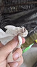 御木軒黑檀方型鳥籠鸚鵡八哥畫眉紅木鳥籠子手工鳥巢紅酸枝四方形鳥籠 紫光檀大號(hào)鳥籠（26*26*39cm） 曬單實(shí)拍圖