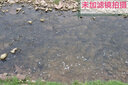 尼康（Nikon） 尼康 （Nikon）尼康原裝NC/PL2濾鏡 / UV鏡 / 保護(hù)鏡 / 偏振鏡CPL 尼康77mm 口徑 CPL偏振鏡 曬單實(shí)拍圖