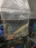 銀龍魚熱帶觀賞魚黃化銀龍七彩銀龍魚中大型風(fēng)水招財(cái)魚鸚鵡地圖魚 10-12厘米銀龍1條 曬單實(shí)拍圖