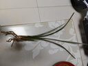 蘭花苗大花蕙蘭墨蘭 虎頭蘭當年開(kāi)花大花惠蘭春蘭苗盆栽室內陽(yáng)臺桌面花卉 火鳳凰 曬單實(shí)拍圖
