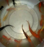 AIPHAROW觀(guān)賞魚(yú)錦鯉魚(yú)活體冷水魚(yú)金魚(yú)魚(yú)苗大正紅白黃金烏金白寫(xiě)丹頂淡水魚(yú) 8-10cm（虎皮3+別甲2+火鯉2） 曬單實(shí)拍圖