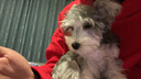 愛犬島沐浴露美國進口寵物狗狗沐浴露貓咪洗澡香波浴液護毛素蓬松柔順 【No.50 蓬松護毛素】250ml 曬單實拍圖