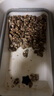 AC功能活石濾材麥飯石提高穩(wěn)定ph值降低水族軟化火山石魚缸過濾材料 功能活石1L(含網(wǎng)袋) 曬單實(shí)拍圖