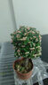金枝玉葉多肉植物組合盆栽綠植花卉水培水養(yǎng)精品高端冷門稀有老樁 金枝玉葉（原盆原土） 獨桿（高22-30cm） 曬單實拍圖