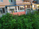 草銨膦銨鹽果園茶地園地精草胺膦除草劑爛根草安磷殺草劑除草藥 1kg 曬單實(shí)拍圖