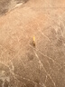 中國黃金（CHINA GOLD）碎碎冰冰黃金戒指女士足金新款黃金指七夕情人節(jié)禮物送女朋友老婆 女士11號(hào) 約1.6g 曬單實(shí)拍圖