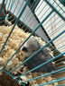 夢(mèng)茜兒（MEXEMINA）限量手養(yǎng)牡丹鸚鵡活鳥(niǎo)雛鳥(niǎo)高純紫羅蘭幼小鳥(niǎo)寵物親人好喂養(yǎng) 高純紫羅蘭+【喂養(yǎng)禮包】 曬單實(shí)拍圖