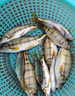 溪流餌料面筋小物釣免拌魚餌溪石斑釣魚餌料馬口野釣釣河蝦餌 【買三贈二】發(fā)5瓶 曬單實(shí)拍圖