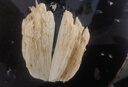 京地達(dá)云南昆明松茸菌菇凈重2斤單個(gè)80g禮盒云南特產(chǎn)9-12cm源頭直發(fā)包郵 曬單實(shí)拍圖