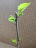 急兔桑樹(shù)苗果苗桑葚樹(shù)苗盆栽地栽四季種植綠植苗桑葚中苗1顆源頭直發(fā) 曬單實(shí)拍圖