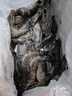 北海灣 高品質(zhì)活凍黑虎蝦 超大蝦類(lèi)大蝦生鮮老虎蝦冰鮮印度海蝦盒裝送禮 16-19cm【高品質(zhì)】 1000g(凈重) 曬單實(shí)拍圖