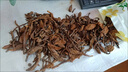 北京同仁堂云南野生中藥材鹿仙草 不上蓮 通天蠟燭 石上蓮 山菠蘿 包郵 鹿仙草500克 曬單實(shí)拍圖