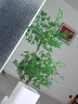 未歐南天竹仿真綠植高端輕奢室內(nèi)裝飾假花樹擺設(shè)客廳落地仿生植物盆栽 南天竹1.6米3頭+白色方盆 曬單實拍圖