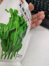 IDEAL理想农业 豌豆苗种子家庭大田种植无须豌豆尖蔬菜豌豆种籽20g*1袋 实拍图