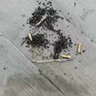 優(yōu)士10%殘殺威粉劑蒼蠅藥滅除蚊子藥室內(nèi)外養(yǎng)殖場(chǎng)專用噴霧殺蟲(chóng)劑 強(qiáng)效速殺5袋【適用1000㎡】 曬單實(shí)拍圖