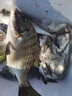 恒冠2023新款多功能海釣保溫箱磯釣26保溫箱魚(yú)插桿箱活魚(yú)箱20小冷藏箱 070海釣箱 曬單實(shí)拍圖