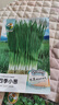 綠林花語(yǔ)四季小香蔥種子陽(yáng)臺盆栽庭院種植蔬菜籽細蔥小蔥種籽 曬單實(shí)拍圖