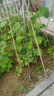 南水灌溉園藝工具小鋤頭家農用種花養花戶(hù)外挖土鋤草洋鎬挖筍翻土趕海神器 不銹鋼長(cháng)柄三齒耙 曬單實(shí)拍圖