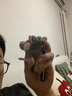 DRACO丑萌披著羊皮的狼公仔迷你掛件鑰匙扣毛絨玩偶書包小掛飾情侶掛件 小灰狼 曬單實拍圖