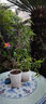 苔玉紅觀音竹苔蘚球紅桿觀音竹水培竹子室內(nèi)水養(yǎng)綠植四季常青盆景 苔玉紅觀音3球 曬單實(shí)拍圖