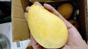 【正宗】海南小臺芒果10斤新鮮當季熱帶水果現貨包郵 【5斤大果】?jì)糁?.5斤（單果90g以上） 曬單實(shí)拍圖