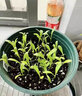 旺浦商貿(mào)康乃馨花種子四季開(kāi)花不斷盆栽花卉觀花植物室內(nèi)外庭院易種活花籽 康乃馨種子【紅色】300粒+肥 曬單實(shí)拍圖