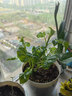 歐悟大麗花球根花卉地瓜花 大麗花種球花 庭院陽(yáng)臺盆栽地栽綠植花卉 畫(huà)廊 3球＋生根粉復合肥 曬單實(shí)拍圖