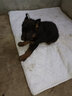咯咪純種德牧幼犬狗狗活體弓背犬寵物狗幼崽德國牧羊犬黑背狼狗大型犬 母 曬單實拍圖