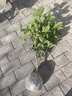 桂花樹苗桂花苗盆栽金桂四季桂室內外濃香型陽臺花卉綠植庭院盆景植物 紅日香【四季開花濃香】 5年苗【開花多多】 曬單實拍圖