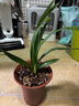 劉閣蘭花建蘭四季蘭花苗矮種禪月達摩 現(xiàn)帶花苞出售桌面盆栽花卉好養(yǎng)綠植 玉嬌2苗連體裸根 曬單實拍圖