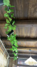 盛世泰堡 仿真葡萄藤叶子塑料花藤绿植吊顶藤蔓空调管道客厅装饰66叶2条装 实拍图