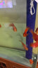 海豚 魚食 血鸚鵡 增紅增艷魚糧 熱帶魚觀賞魚 魚飼料顆粒 血鸚鵡魚糧260g(上浮型) 曬單實拍圖
