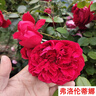 爬藤月季四季開花爬藤特大苗庭院陽臺盆栽地栽布置耐寒耐高溫爬藤植物 弗洛倫蒂娜（1.5米爬藤特大苗）當(dāng)年開花爆滿 1.5米特大苗(帶原土球發(fā)貨) 曬單實拍圖