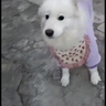 嬉皮狗（hipidog）金毛衣服大狗狗拉布拉多中型大型犬柴犬薩摩哈士奇寵物秋冬款加厚 紫色絨衣 5XL(建議體重50-60斤) 曬單實(shí)拍圖