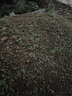 綠中城四季牧草種子黑麥草種籽玉米草甜高粱紫苜蓿豬牛羊兔魚(yú)草種籽 菊苣凈子一斤 一斤 曬單實(shí)拍圖