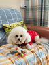 嬉皮狗新年狗狗衣服泰迪秋裝保暖喜氣貓咪小狗毛衣寵物秋冬裝小型犬幼犬 紅色#高品質(zhì) XL(建議體重11-15斤) 曬單實(shí)拍圖