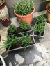 滿(mǎn)天星盆栽室內陽(yáng)臺庭院好養花卉植物盆栽四季開(kāi)花不斷帶花苞發(fā)貨 大葉-滿(mǎn)天星【3盆】原盆原土 曬單實(shí)拍圖
